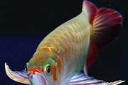 橙红龙鱼的饲养方法（宠物龙鱼的养护知识分享）