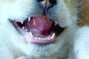 宠物怀孕后应该注意什么（以喜乐蒂怀孕为例，让我们来关注一下宠物孕期的健康）