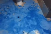 揭开狗眼中蓝色的奥秘（狗眼中的蓝色震撼世界（）