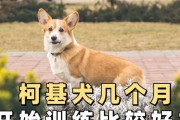 养狗多久可以带它出门？（为了宠物的健康，出门的时间需要掌握好！）