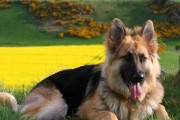 如何训练德国牧羊犬幼犬成为优秀的宠物犬（以正面强化为主的训练方法，让你的德牧成为你的好伙伴）