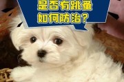 如何判断狗狗有没有寄生虫（简单易懂的寄生虫检测方法，保护宠物健康）