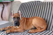 大丹仔犬特殊喂养法（宠物饲养指南）