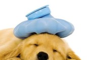 狗狗感染毛滴虫出血性腹泻怎么办？如何做好预防工作？