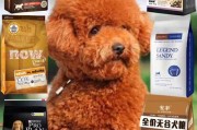 如何给泰迪狗狗缓解咳嗦的不适（有效的食物和方法帮助泰迪狗狗摆脱咳嗦困扰）