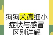 犬瘟病的潜伏期——了解细小病毒的隐藏时间（揭开犬瘟病毒的伪装）