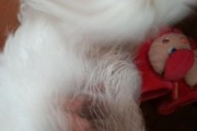 狗狗频繁挠痒痒，你需要知道的常见原因和应对方法（宠物常见皮肤问题、专业治疗与家庭护理的平衡）
