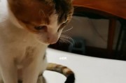 如何给猫咪剪指甲？（掌握正确的方法，让猫咪不再抓伤家具）