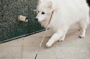 狗狗疝气的生命时限（了解狗狗疝气的严重性，及时治疗可延长生命）