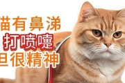 猫咪打喷嚏该吃什么药？（了解猫咪打喷嚏的原因及适用药物）