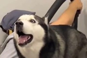 狗狗为何不愿意洗澡？（探寻狗狗对洗澡的厌恶原因）