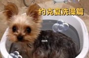 为您的约克夏准备好这七大工具，让它洗澡更愉快！（宠物必备洗澡工具，让约克夏更舒适！）
