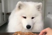 萨摩耶的食欲到底有多大？（以宠物为主，探究萨摩耶的饮食习惯与食量）