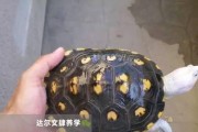 德州锦钻纹龟的饲养方法（打造一个健康活泼的宠物龟生活）