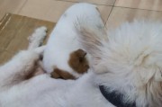 母狗生完狗后多久可以洗澡？（注意洗澡时间，关注母狗健康）