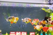 金鱼喂食频率与养护需知（金鱼喂食时间间隔及注意事项）