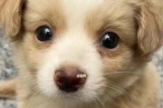 狗能吃鸡蛋吗？（宠物主人必读，贪吃的狗狗要慎重！）