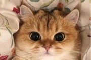 猫发腮的奇妙感受（窥探猫的情绪世界）