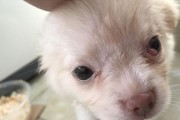 小狗第三眼睑手术必要性解析（以宠物为主，保障宠物健康；手术前后应注意什么）