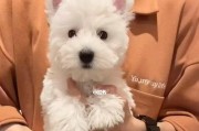 如何防止西高地白梗胡子变黄（宠物白梗犬的胡子变黄该怎么办？——）