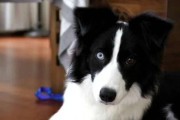 如何正确护理边境牧羊犬的眼睛（宠物爱好者必看，防止眼部疾病）