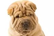 沙皮犬眼屎过多应该如何处理？（沙皮犬眼屎、清洁方法、预防措施）