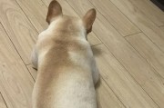 养法斗犬的5个必知事项（新手养法斗的关键要点，让你成为合格主人）