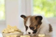 狗狗误食巧克力怎么办？救援措施一览！（宠物主人必看，如何预防和应对狗狗巧克力中毒？）