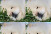 松狮幼犬何时换胎毛（了解松狮幼犬胎毛换毛的时间和特点）