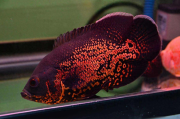 60公分的水族箱养鱼该怎么制定养鱼方案？