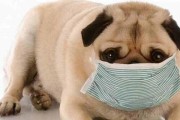 狗狗生病前的表现，如何判断（狗狗的健康标准、行为变化、身体反应等可供观察）