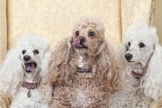 贵宾犬的臭味问题解决方案（以宠物为主，打造清新家庭环境）
