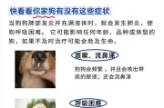 狗狗咳嗽多久变肺炎？（了解咳嗽与肺炎的关联及预防方法）