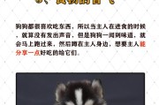 狗的嗅觉之奇迹（解密狗狗嗅觉的神奇能力）