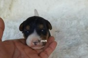 如何训练刚毛猎狐梗的大小便（宠物训练必备技能，轻松培养规律排便习惯）