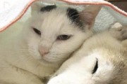 宠物也有老年痴呆症？（探讨猫咪老年痴呆症的成因及预防方法）