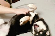 宠物狗狗的瘙痒问题解决方法（预防与减少挠痒，让你的狗狗健康快乐）