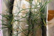 养猫咪必备！为什么要养猫草？（探究猫草的重要性，让猫咪健康成长）
