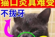 如何有效治疗狗狗口腔溃疡？（宠物主人必看，教你轻松解决狗狗口腔溃疡的困扰！）