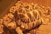 以星龟喂什么好？（科学饲养宠物星龟的食物选择及饲养方法）