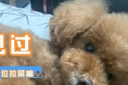 狗狗为什么会在拉屎前放屁？（探究狗狗拉屎前放屁的原因及其相关影响）