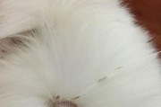 让你的博美光鲜亮丽——博美脱毛全指南（手把手教你解决博美掉毛难题，让你的宠物焕然一新）