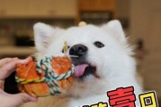 狗吃螃蟹中毒的应对方法（了解狗吃螃蟹中毒后的药物救治及护理）