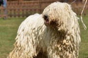 如何处理可蒙犬被冻伤后的情况？（以宠物为主，有效处理冻伤问题）