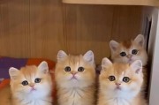 宝贝猫的饮食需要注意什么？（从幼猫到成猫，你家猫咪吃对了吗？）