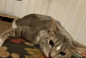 如何让宠物猫轻松离世？（小猫安乐死的正确方式，让它不再痛苦）