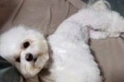 一步步指导，让你的比熊犬保持清洁与健康（一步步指导，让你的比熊犬保持清洁与健康）