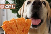 如何训练金毛犬拒食（有效的饮食管理让金毛更健康）