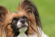 如何饲养健康快乐的蝴蝶犬（注意事项让你成为完美蝴蝶犬主人）