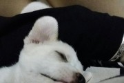 如何正确护理斑点犬的眼睛和耳朵（宠物护理技巧分享，让你的斑点犬健康无忧）